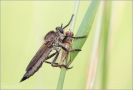 <p>ROUPEC</p>